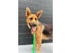 Adopt Lola/Marion Cunningham a German Shepherd Dog