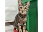 Adopt Hadley a Domestic Short Hair