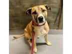 Adopt Arabella a Shepherd, Boxer