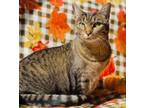 Adopt FIONA - Sweet, Loving, Mushy Girl...BONDED WITH CHECKERS! a Bengal