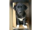 Adopt Collette a Golden Retriever, Black Labrador Retriever