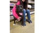 Adopt Sierra (2) a Cane Corso, American Staffordshire Terrier