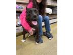 Adopt Sierra (2) a Pit Bull Terrier, Mixed Breed