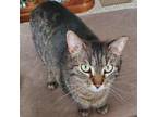 Adopt Caty Perry a Domestic Short Hair