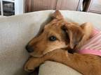 Adopt Cheesebro a Labrador Retriever, Airedale Terrier