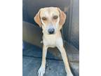 Adopt Callisto a Retriever