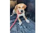 Adopt Gabrielle a Retriever