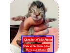 Adopt Speaker of the house a Domestic Short Hair