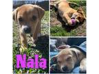 Adopt Nala a Terrier, Beagle