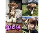 Adopt Oakley a Terrier, Beagle