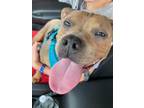 Adopt Carmen a Pit Bull Terrier, Mixed Breed