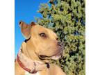 Adopt Cinnamon a Pit Bull Terrier, Mixed Breed