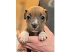 Adopt McMuffin a American Staffordshire Terrier, Mixed Breed