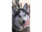 Adopt Samantha a Siberian Husky