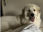 Adopt Rascal a Great Pyrenees