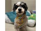 Adopt Anne a Shih Tzu