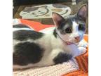 Adopt Emily a Domestic Short Hair