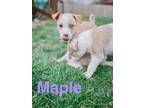 Adopt Maple a Labrador Retriever