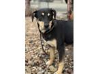 Adopt Blushing Star a Australian Cattle Dog / Blue Heeler, Shepherd