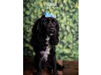 Adopt Sabrina a Cocker Spaniel