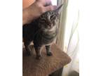 Adopt Bella Cimi a American Shorthair