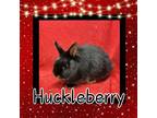 Adopt Huckleberry a Netherland Dwarf