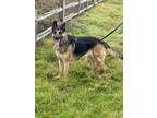 Adopt Amee a German Shepherd Dog