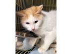 Adopt Mandy a Domestic Short Hair