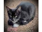 Adopt Rosie a Tuxedo