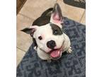 Adopt Mable a American Staffordshire Terrier