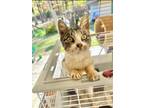 Adopt Twinkles a Domestic Short Hair