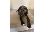 Adopt Alexis a Boxer, Hound