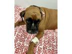 Adopt Roxy OS a Boxer