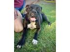 Adopt Indie a Boxer