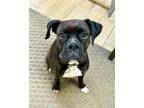 Adopt Indie a Boxer