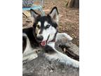 Adopt ZaZa a Alaskan Malamute