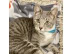 Adopt Aria a Domestic Short Hair