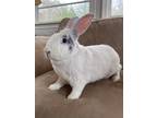 Adopt Maggie and Harley a Harlequin, Bunny Rabbit