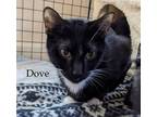 Adopt Dove, Sparrow, Wren and Robin a Domestic Short Hair