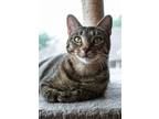 Adopt Beautiful Belle a Domestic Short Hair