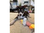 Adopt Sadie a Mixed Breed