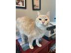 Adopt Flora a Domestic Short Hair