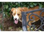 Adopt MayBell a Collie, Hound