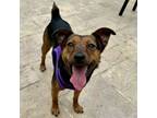 Adopt Annie a German Pinscher, Australian Cattle Dog / Blue Heeler