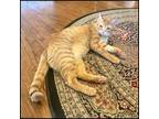 Adopt Mandarin a Domestic Short Hair, Tabby