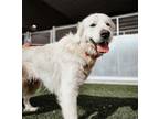 Adopt GRACIE a Anatolian Shepherd, Great Pyrenees