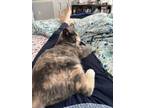 Adopt Sophie a Dilute Tortoiseshell