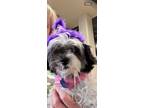 Adopt Rita a Shih Tzu, Mixed Breed