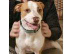 Adopt Huckleberry Pie a Pit Bull Terrier