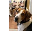 Adopt Maggie a Treeing Walker Coonhound